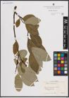 Foto von Salix caprea L.